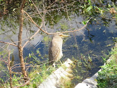 Nycticorax nycticorax image