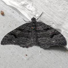 Xanthorhoe anthracinata