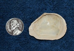 Austromacoma constricta