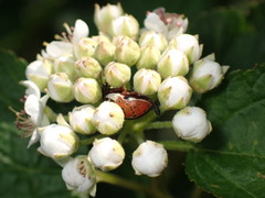 Calligrapha spiraeae