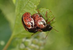 Calligrapha spiraeae