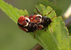 Calligrapha spiraeae