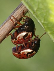 Calligrapha spiraeae