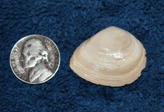 Austromacoma constricta
