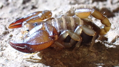 Euscorpius avcii