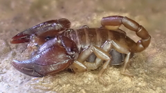 Euscorpius avcii