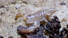 Euscorpius avcii