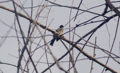 Pycnonotus aurigaster