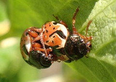 Calligrapha spiraeae