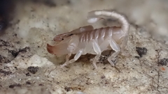 Euscorpius avcii