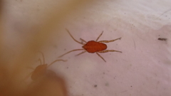 Smarididae