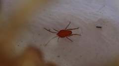 Smarididae