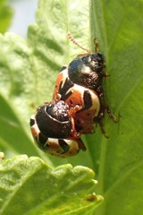Calligrapha spiraeae