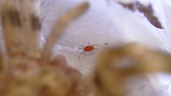 Smarididae