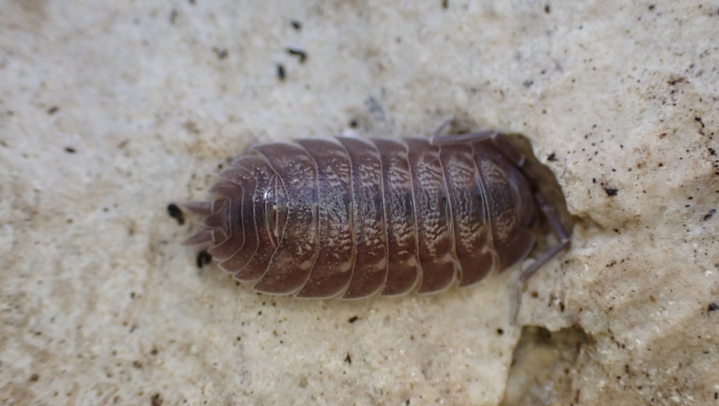Aegean Woodlouse