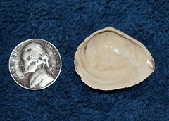 Austromacoma constricta