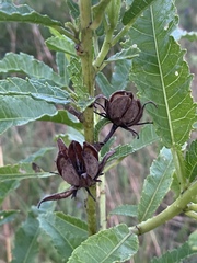 Hibiscus divaricatus
