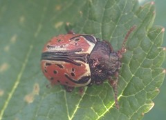 Calligrapha spiraeae
