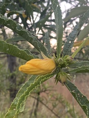 Hibiscus divaricatus