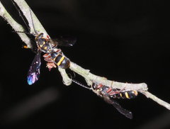 Lasioglossum peraustrale