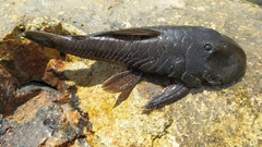 Chaetostoma