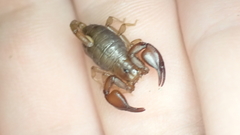 Euscorpius avcii