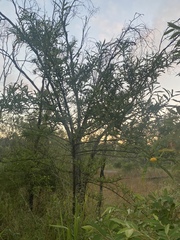 Hibiscus divaricatus