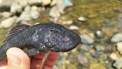 Chaetostoma
