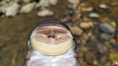 Chaetostoma