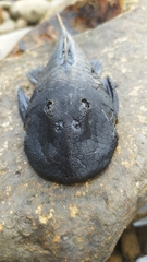 Chaetostoma