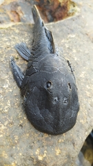 Chaetostoma