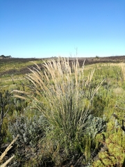 Capeochloa cincta cincta