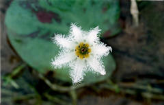 Nymphoides indica