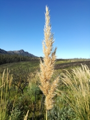 Capeochloa cincta cincta