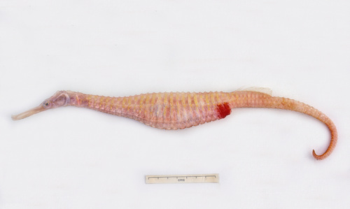 Australian spiny pipehorse (Solegnathus spinosissimus) — Syngnathidae — 2