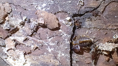 Euscorpius avcii