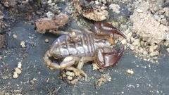 Euscorpius avcii