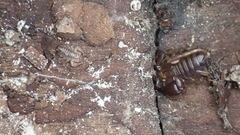 Euscorpius avcii