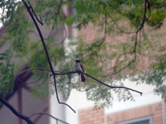 Pycnonotus aurigaster