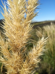Capeochloa cincta cincta