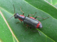 Cyrtosus
