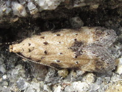 Pseudotelphusa acrobrunella