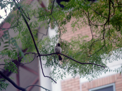 Pycnonotus aurigaster