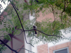 Pycnonotus aurigaster