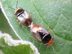 Geocoris varius