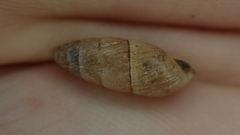 Mastus carneolus