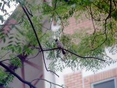 Pycnonotus aurigaster