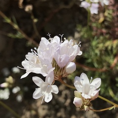 Gilia capitata abrotanifolia