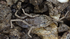 Trogulidae