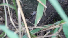 Hemidactylus bowringii